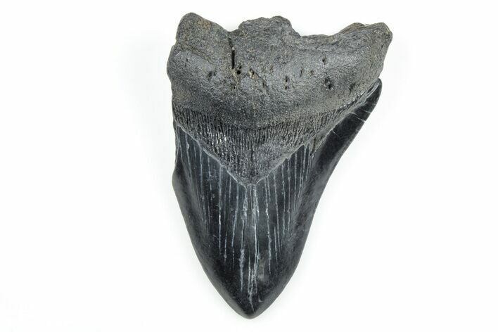 Partial, Fossil Megalodon Tooth - South Carolina #170600